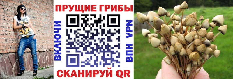 Псилоцибиновые грибы Cubensis  где можно купить   Новоржев 